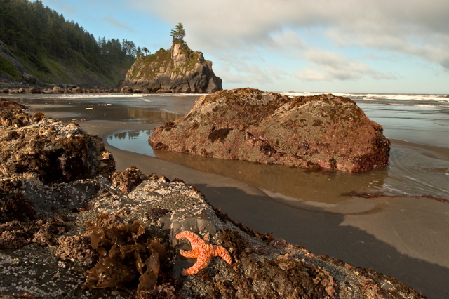 Beach near the Redwoods