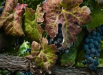 Grapes in the Fall