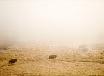 yellowstone-bison-and-mist