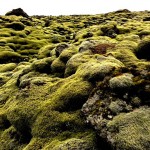 Moss Covered Lava Rock