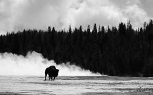 Yellowstone Photography Workshop